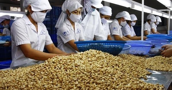 China and US take nearly 46% of Vietnam’s cashew export value