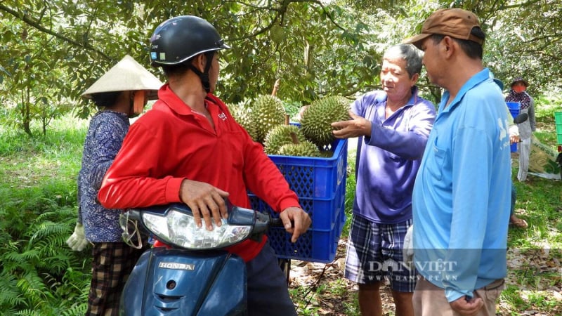 More than 100 Chinese buyers scout Vietnamese durian supply as quality demands rise