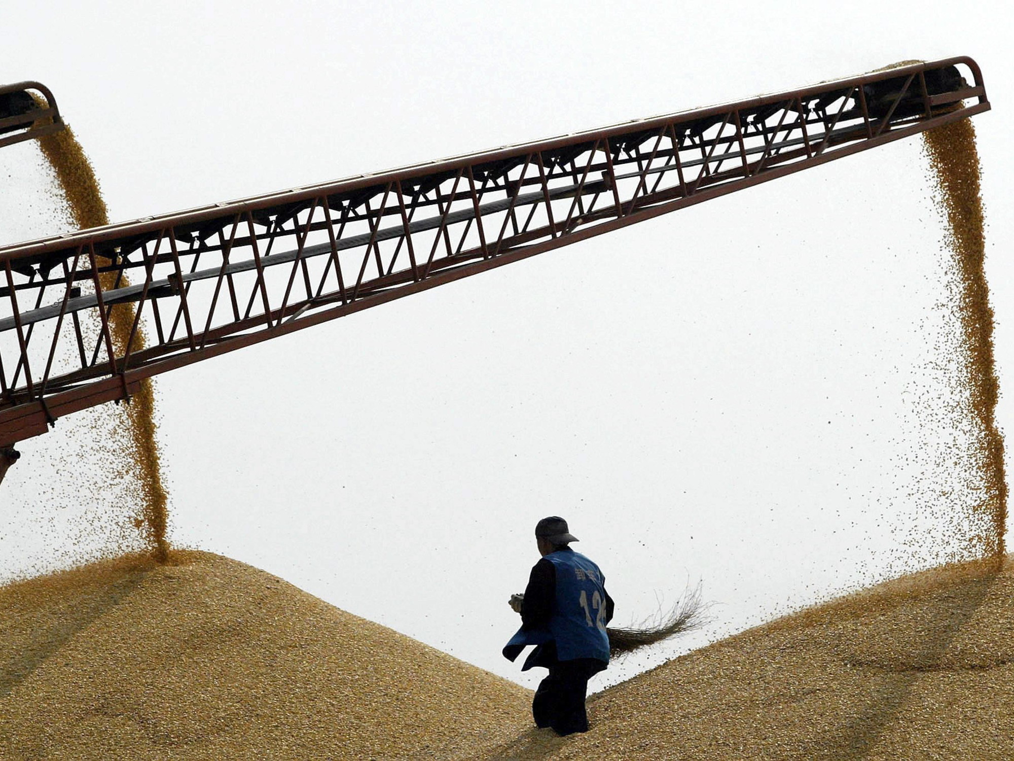 Chinese demand lifts Argentine corn export lineups to record 589,000 tonnes
