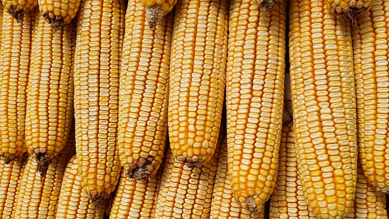 Corn futures climb in Chicago and on Brazil's B3 as traders track European crop