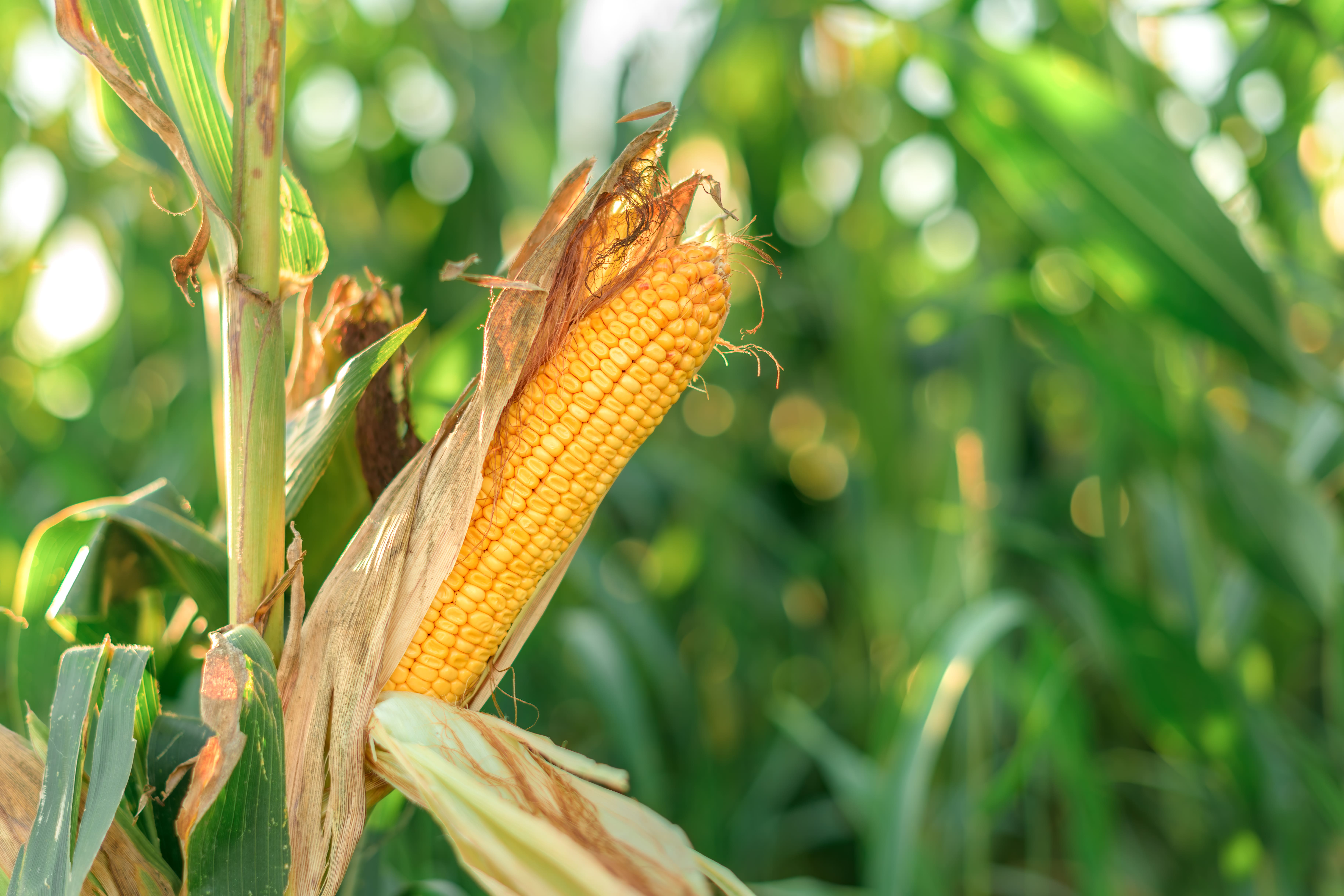 Corn rises on tighter US supply outlook and ethanol demand as wheat retreats