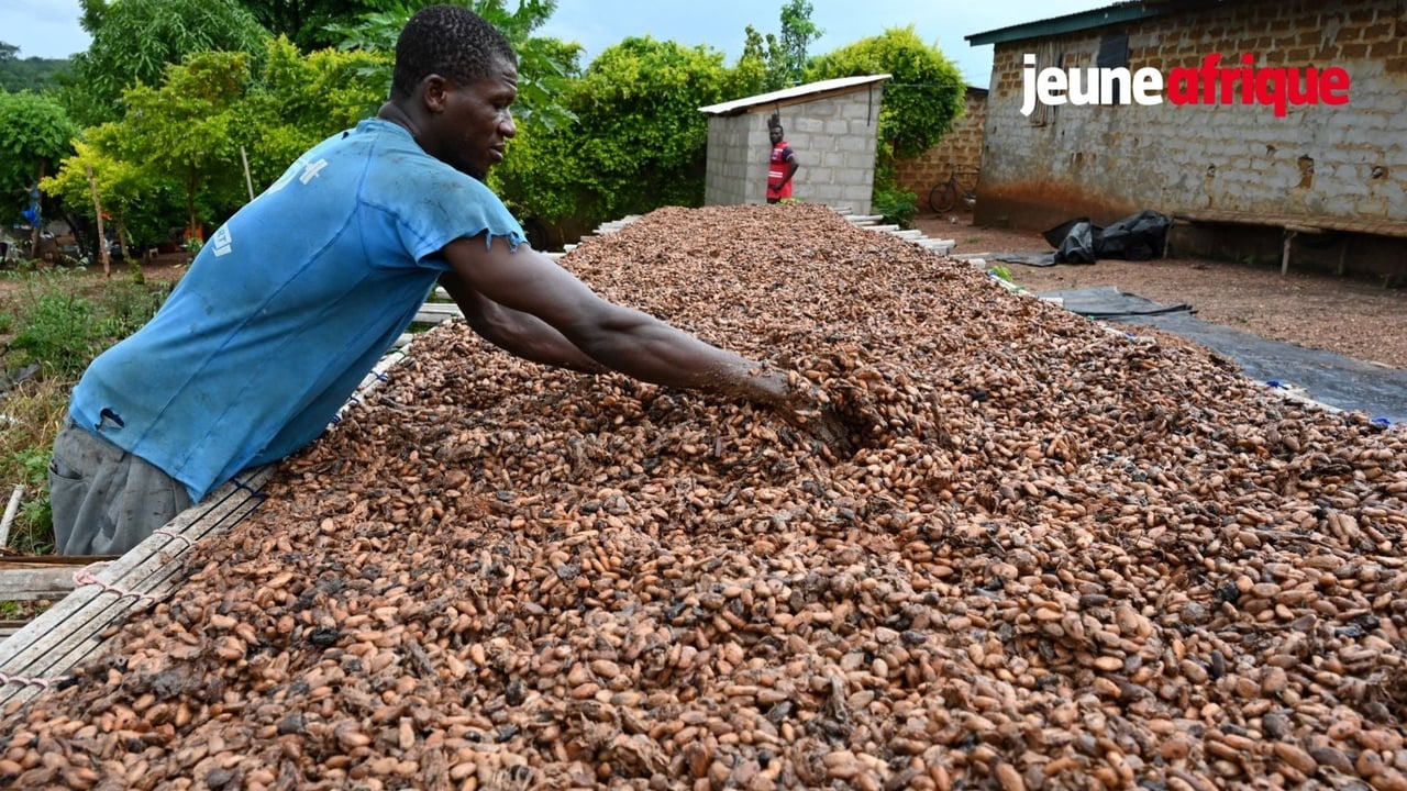 Côte d'Ivoire cuts cocoa farmgate price 60%, fueling illicit bean trade