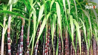 Dalmia Bharat Sugar approves $132 million integrated sugar project in Tanzania