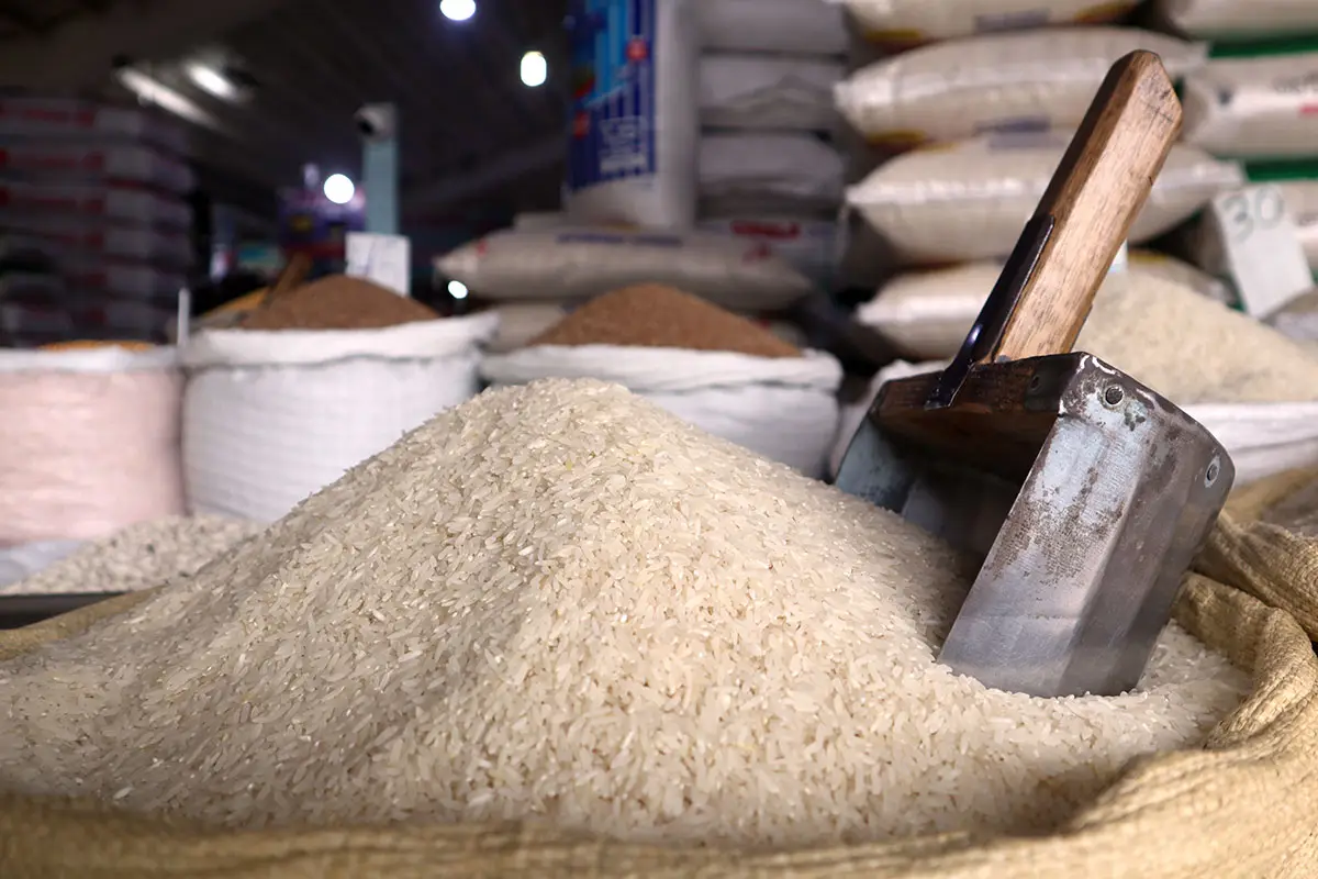 Dominican Republic posts record 2025 rice harvest of 14.78 million quintales