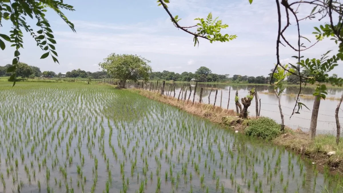 Ecuador to resume overland rice exports to Colombia with 30,000-tonne agreement
