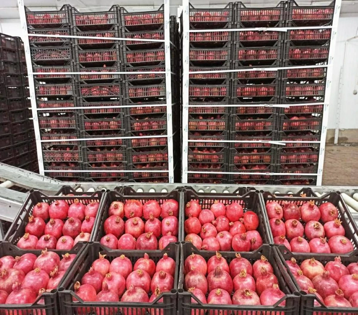 Egypt's agricultural exports surpass 5.8 million tons on new market access