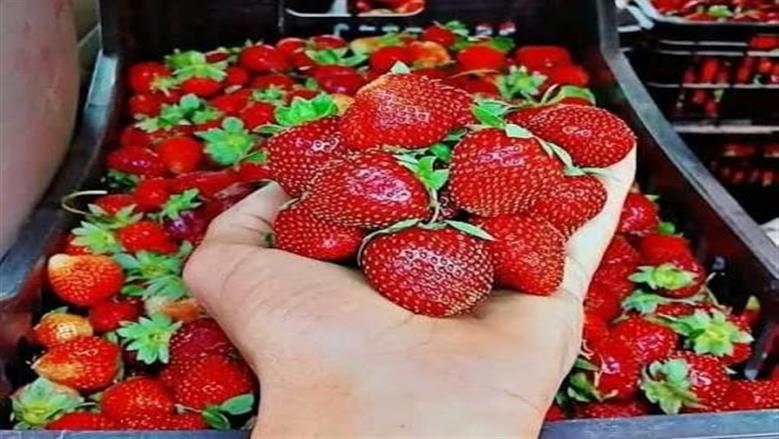 Egypt ships 165,000 tonnes of food to 200 countries in one week