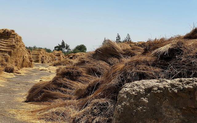 Egypt exports 80% of flax output and ranks third in raw flax exports