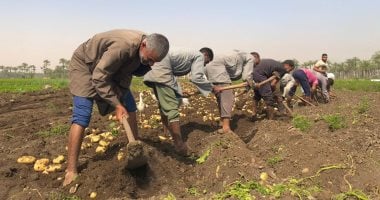 Egyptian potato exports exceed 908,000 tonnes, ranking second among farm exports