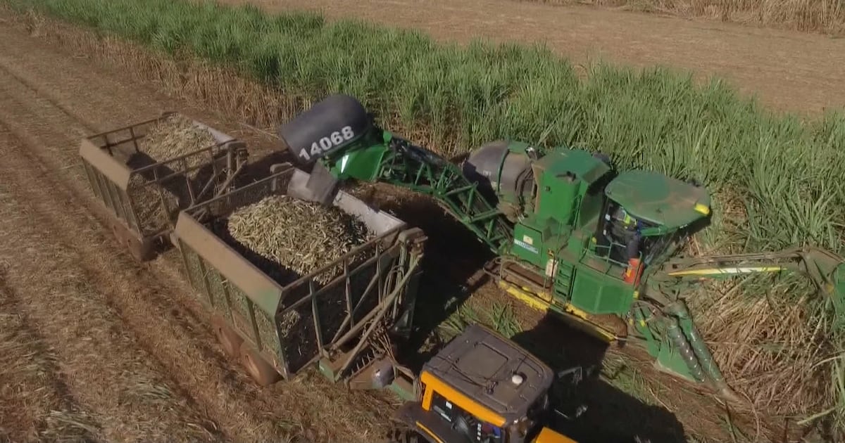 El Niño Rains Lift Brazil’s Cane Outlook but Put Sugar Recovery at Risk