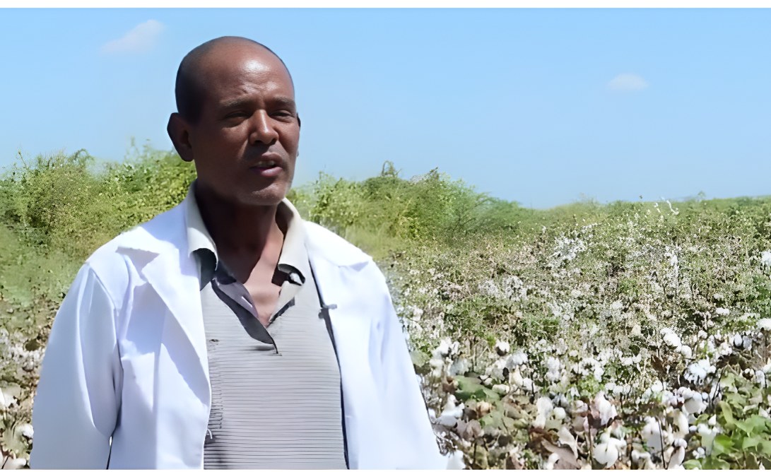 Ethiopia seeks to connect cotton farms with textile and garment factories