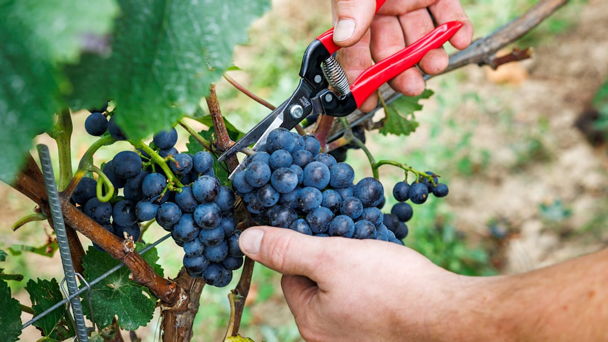 EU approves crisis distillation for surplus German red and rosé wine