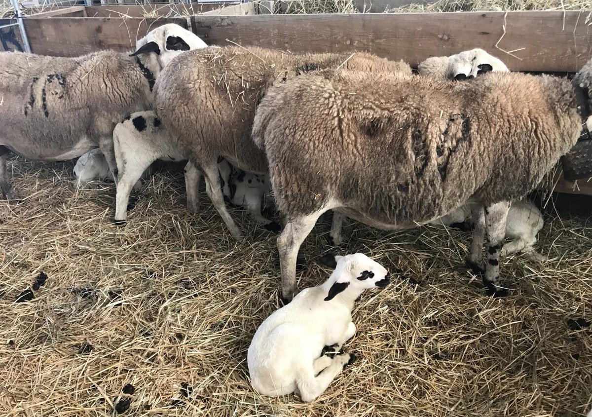 EU-Australia trade deal opens 25,000-tonne duty-free sheep meat quota, sparking farmer backlash