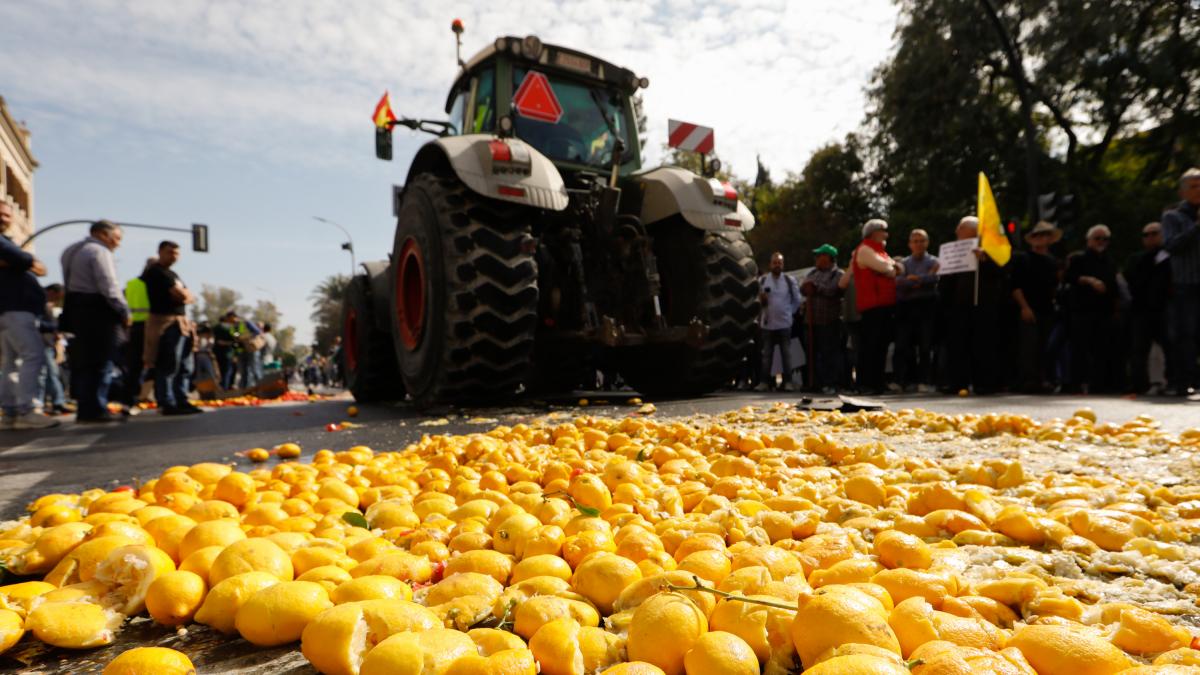 European Commission defends absence of Mercosur safeguards for Valencia orange juice