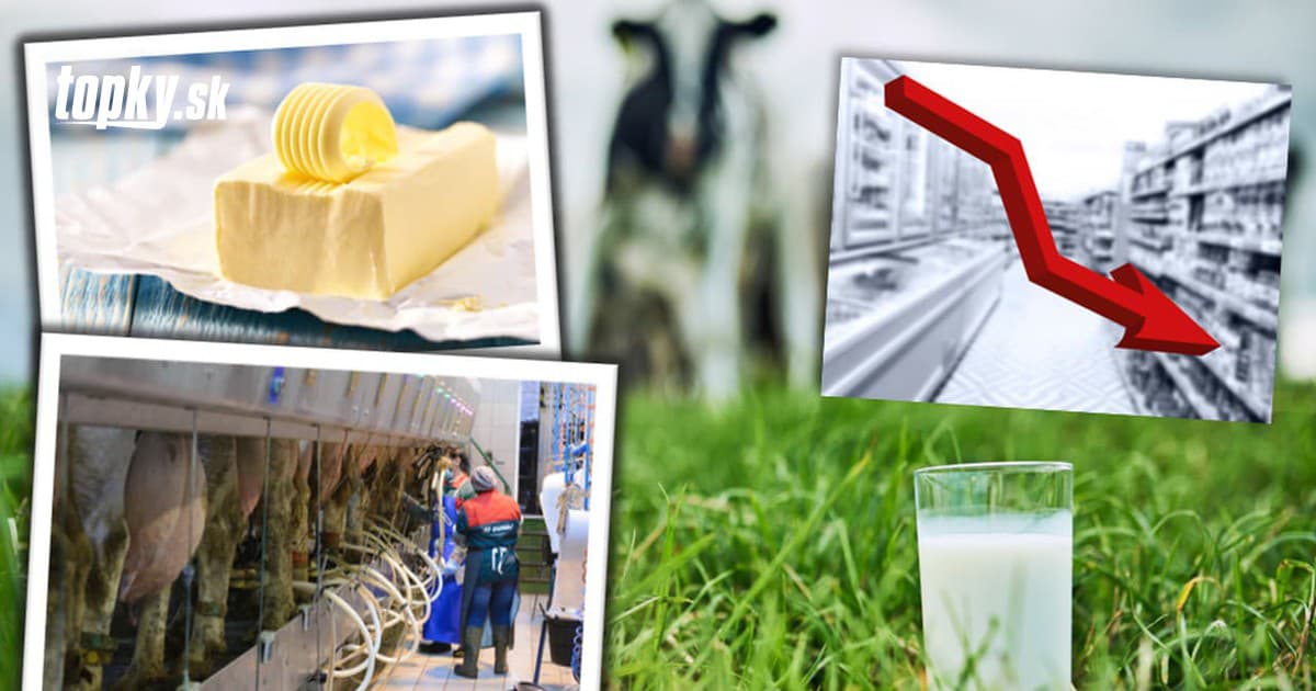 EU milk surplus drives prices lower as Slovak dairy processors face margin squeeze