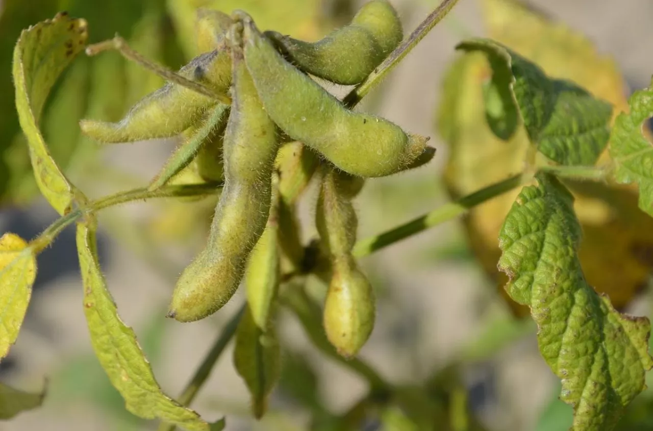 EU protein plan targets 35% feed protein self-sufficiency by 2035