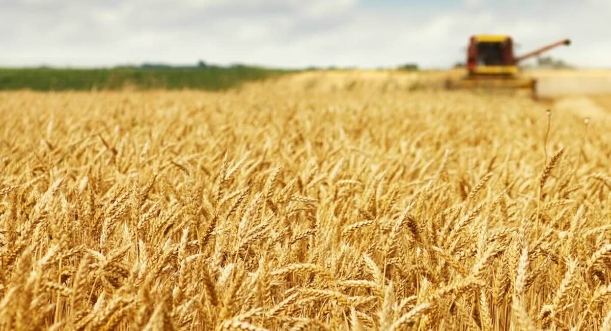 EU Genomic Rules Clear Path for Spain's Low-Gluten Wheat, Suitable for Celiacs