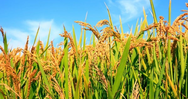 Export Rice Prices Edge Up as Red Sea and Hormuz Disruptions Raise Shipping Costs