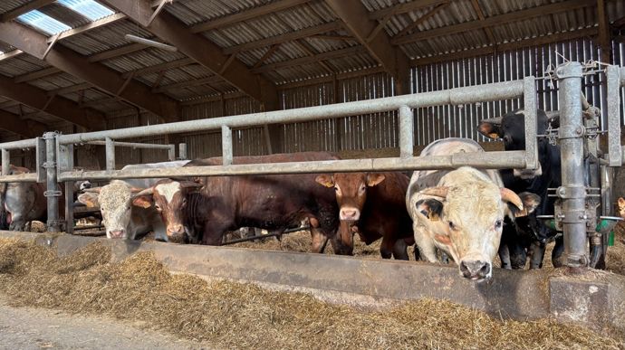 French cattle prices fall from March record despite tight beef supply