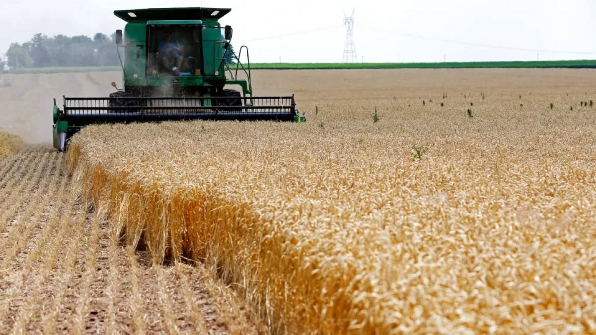 French Wheat Loses Ground in Algeria as Argentina and Russia Challenge Its Position