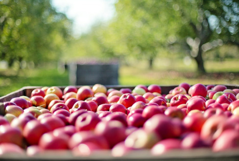 German fruit growers warn domestic orchard industry is at risk