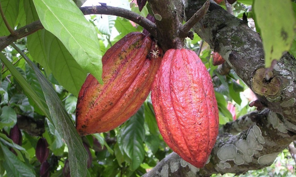 Ghana secures Gulf buyers for cocoa derivatives as processing push gathers pace