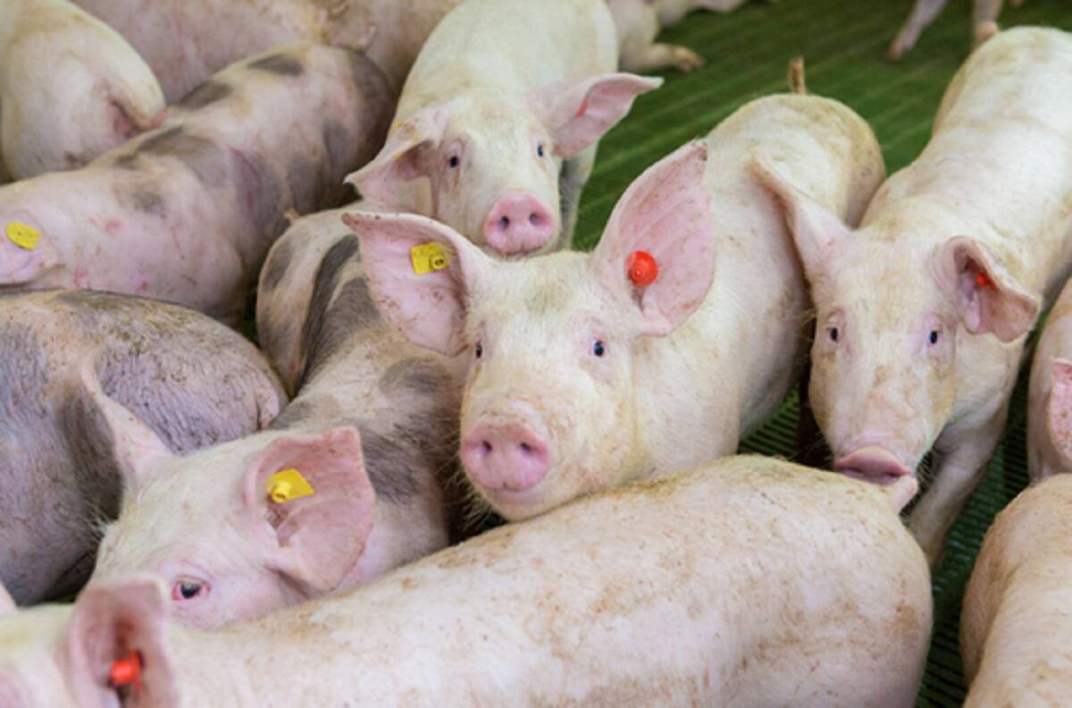 Global hog prices likely to remain near cyclical lows through year-end