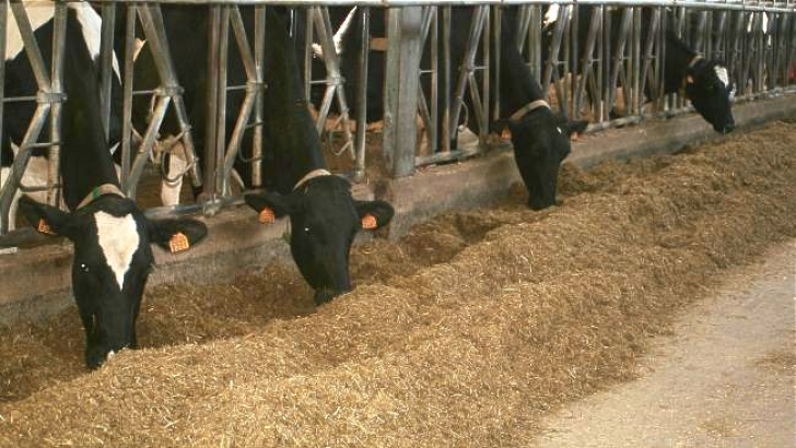 Global Milk Output Growth to Slow to About 1% in 2026 as Farm Margins Tighten
