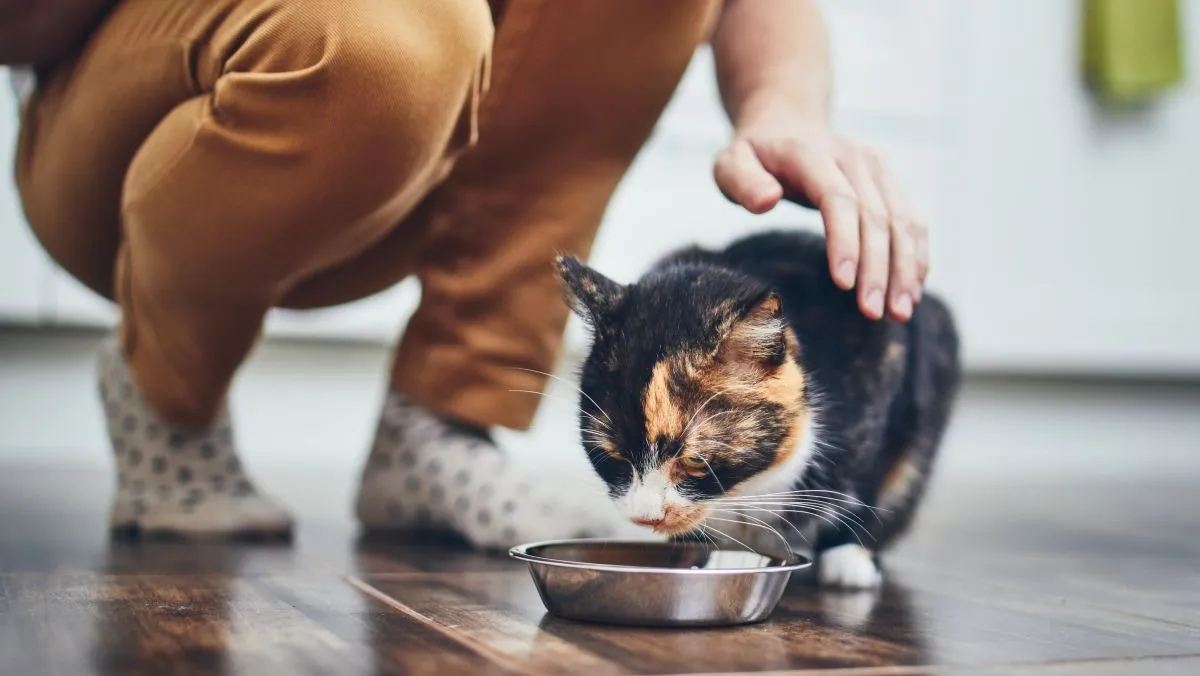 Global pet food market set to reach $199 billion by 2034, Fortune Business Insights report says