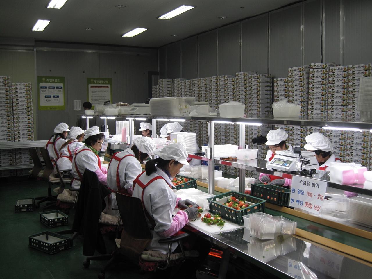 Gokseong strawberry exports reach 600 million won across Southeast Asia