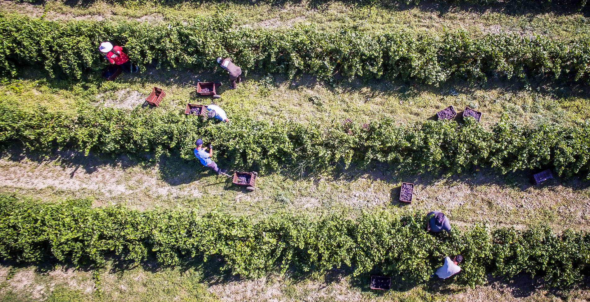 Greek grape exports fall to 50,000 tonnes as drought, heat and hail cut production