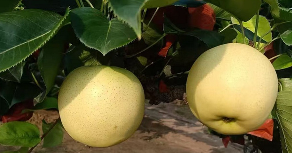 Hebei pear prices fall 40% as strong harvest meets weaker demand