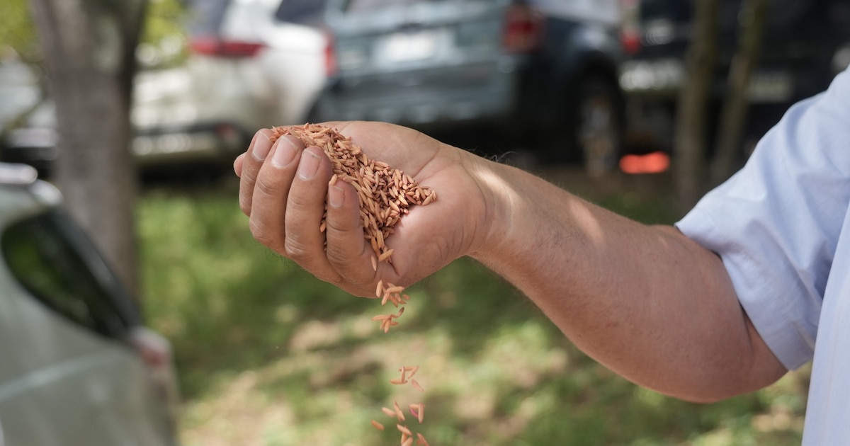 Honduras apuesta por semilla certificada de arroz para reducir su dependencia de las importaciones
