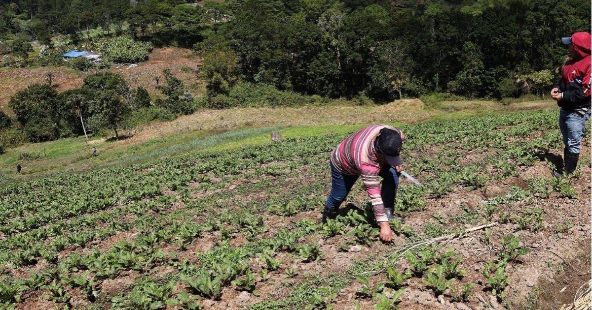 Prolonged drought and El Niño threaten Honduras corn, bean and rice crops