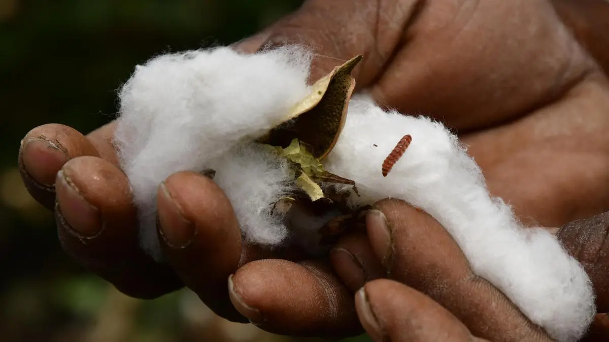 Illegal herbicide-tolerant cotton nears a third of India's acreage as gene-editing rules lag
