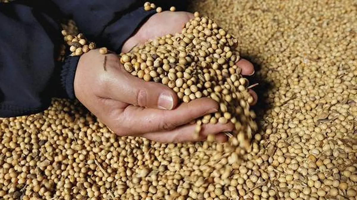 India's soybean acreage set to rise 5-7% this kharif as prices beat MSP