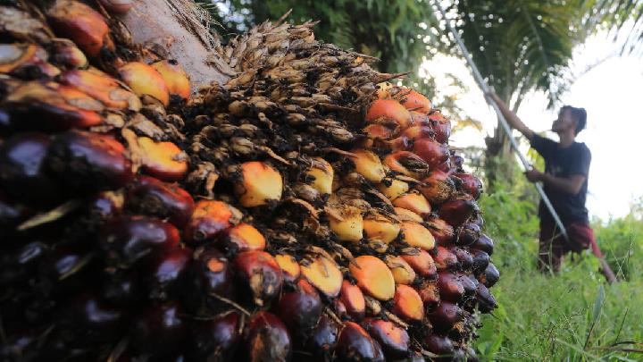 Indonesia’s B50 biodiesel policy leaves Bangka palm fruit prices largely unchanged