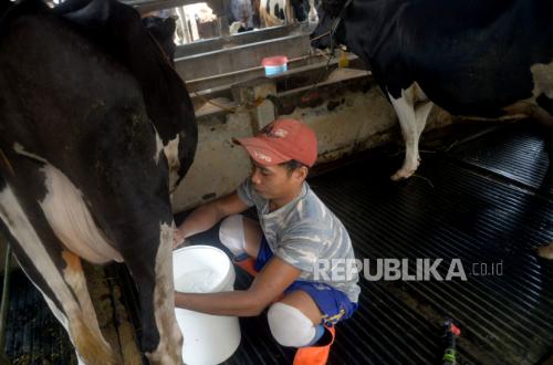 Indonesia’s local milk output meets only 20% of national demand