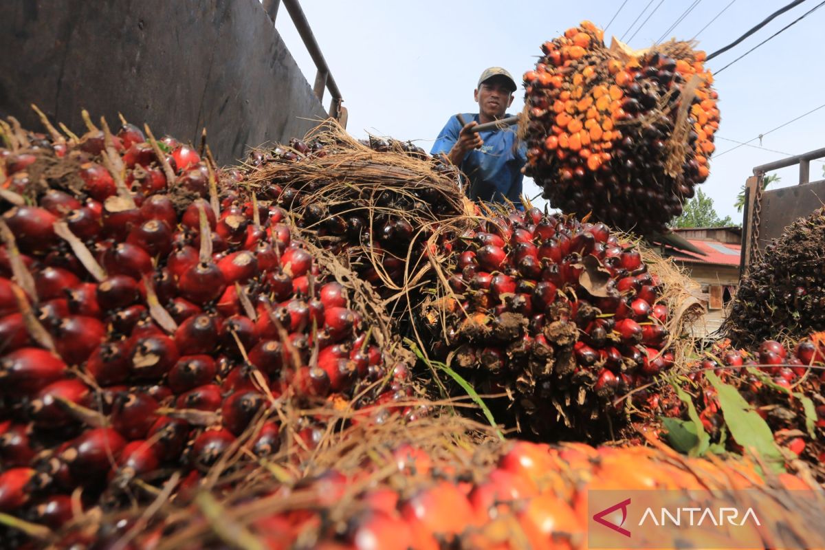 PASPI urges Indonesia to strengthen palm oil diplomacy as trade barriers increase