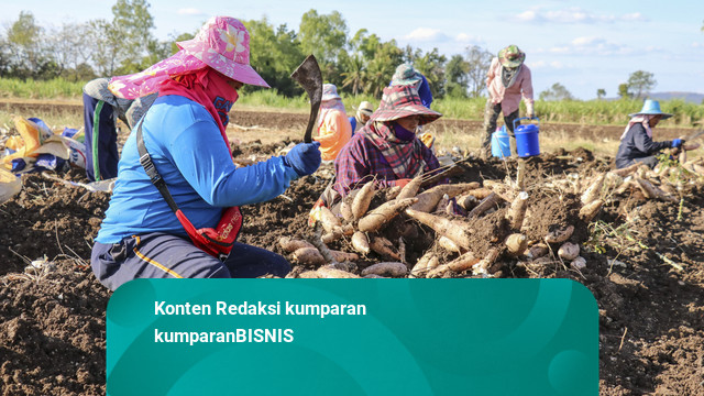 After B50 biodiesel, Indonesia targets crop-based gasoline within four years
