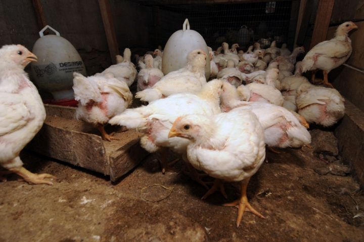Indonesia seeks China and Middle East poultry markets to absorb surplus output