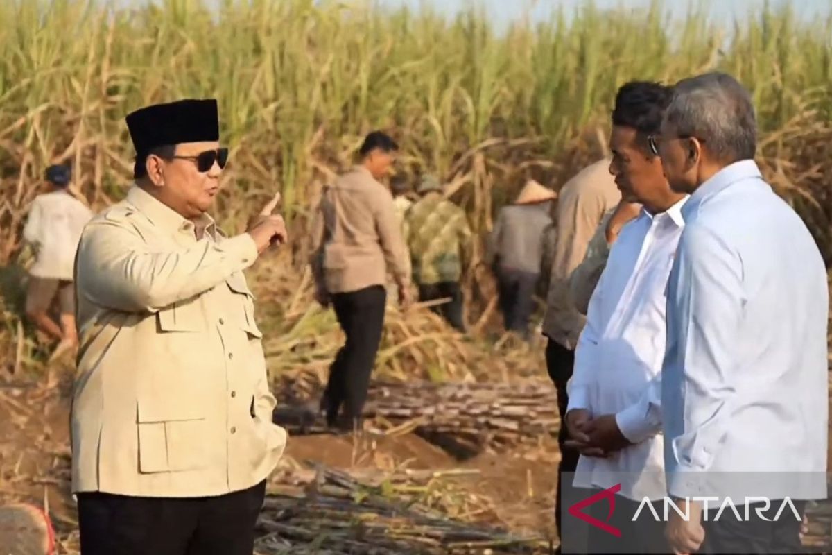 Indonesia targets nationwide sugarcane replanting within two years