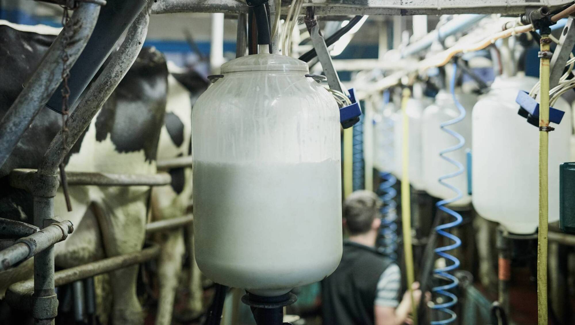 Irlanda redirige su producción récord de leche hacia la nutrición médica y las proteínas