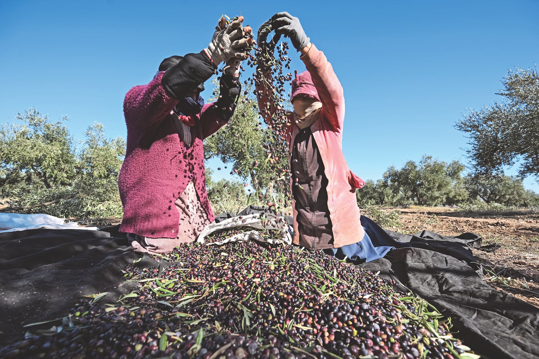 Italian olive oil prices halve under African and Spanish competition