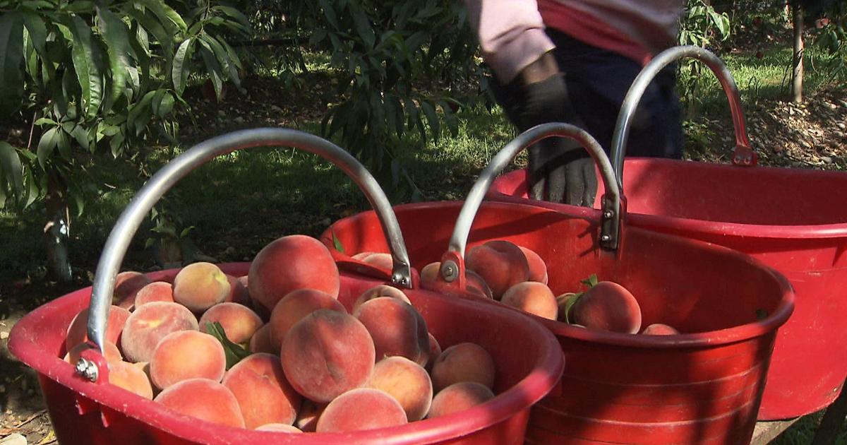Italian peach harvest starts 15 days early as heat raises costs and supply risks