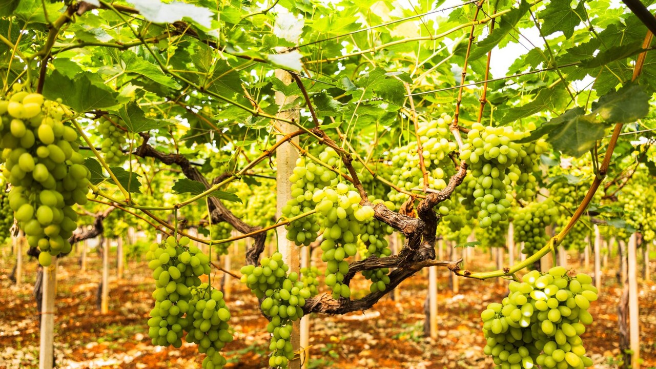 Italian table grape exports reach record €973 million, led by Puglia