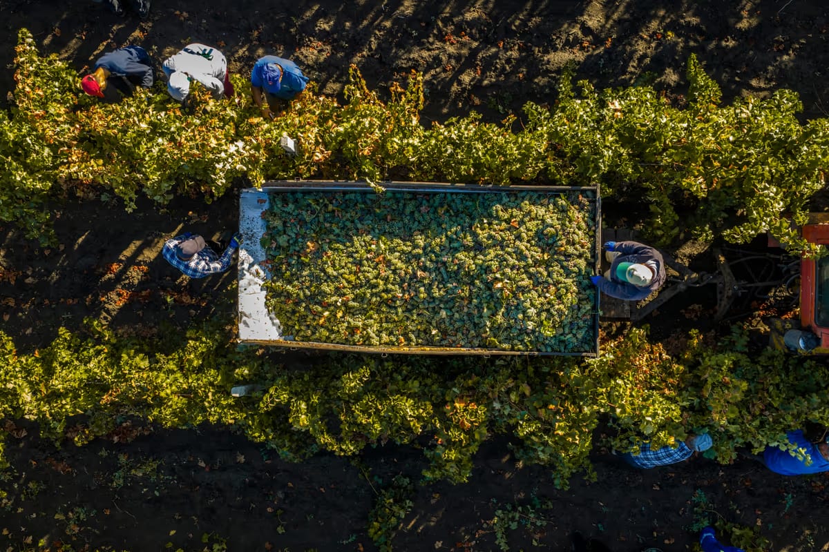 Italy’s 2026 grape harvest starts early as heat accelerates ripening
