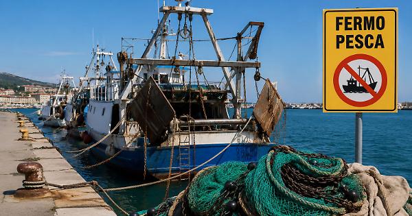 Italy begins Adriatic trawling ban as seafood import dependence raises price concerns