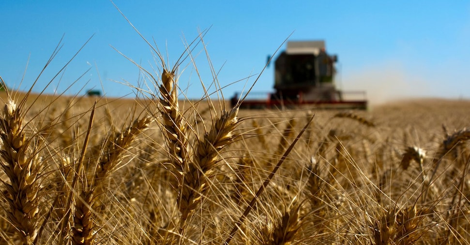 Confagricoltura Warns Italian Durum Wheat Growers Are Harvesting at a Loss as Prices Fall Below €300/Ton
