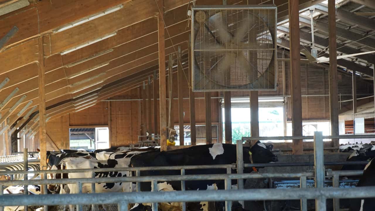 Late-June Heatwave Cuts EU Milk Deliveries, Pushing Up Cream and Concentrate Prices